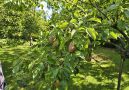 Obstwiese