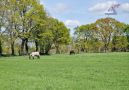 herrliche Aussicht auf Pferdeweide